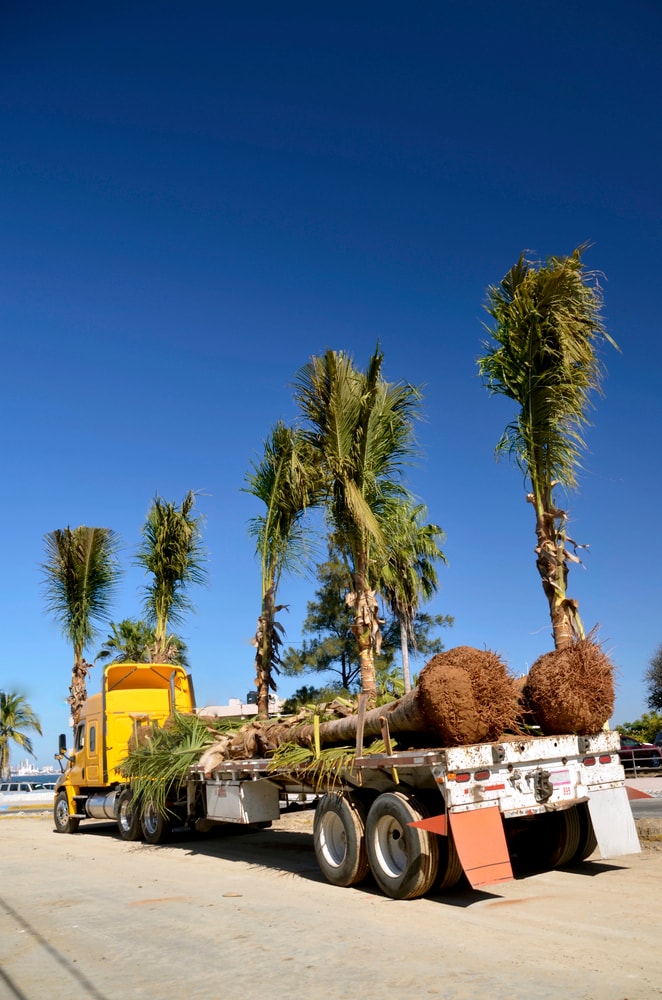 Flatbed hauling trees